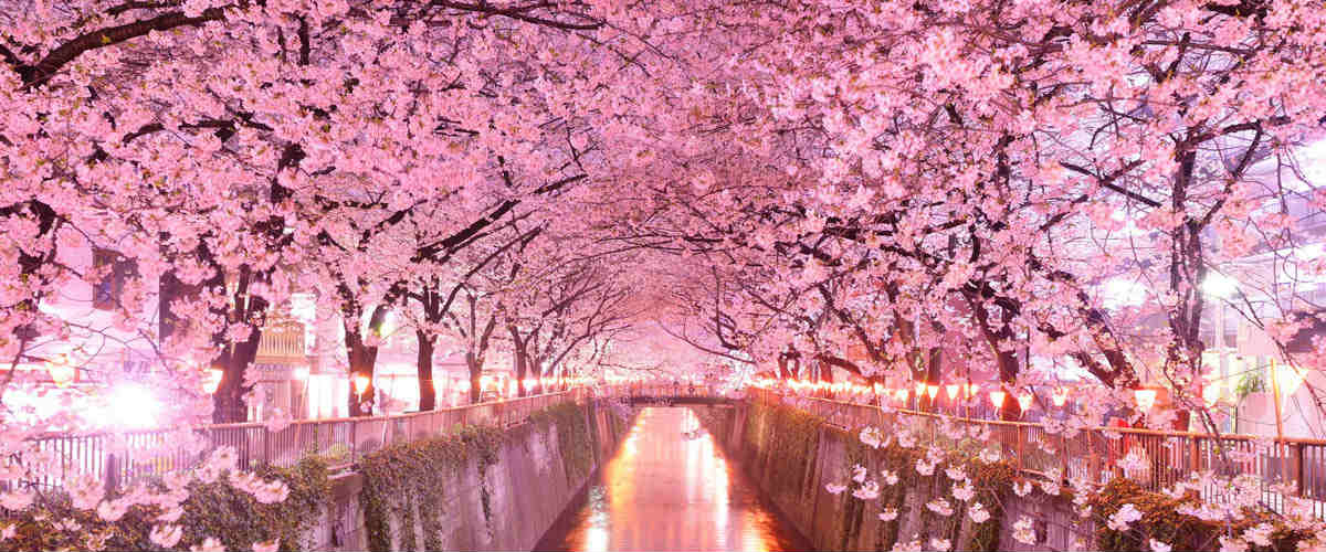 Hello Kitty Sakura fioritura dei Ciliegi faccia di riposo DELLE BACCHETTE Dal Giappone 